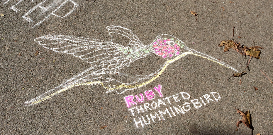 ruby throated hummingbird-brookdale park NJ