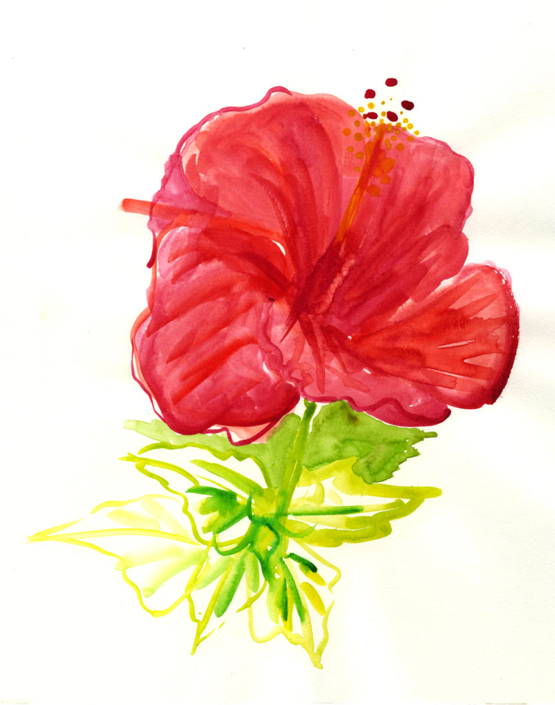 HIBISCUS FLOWER