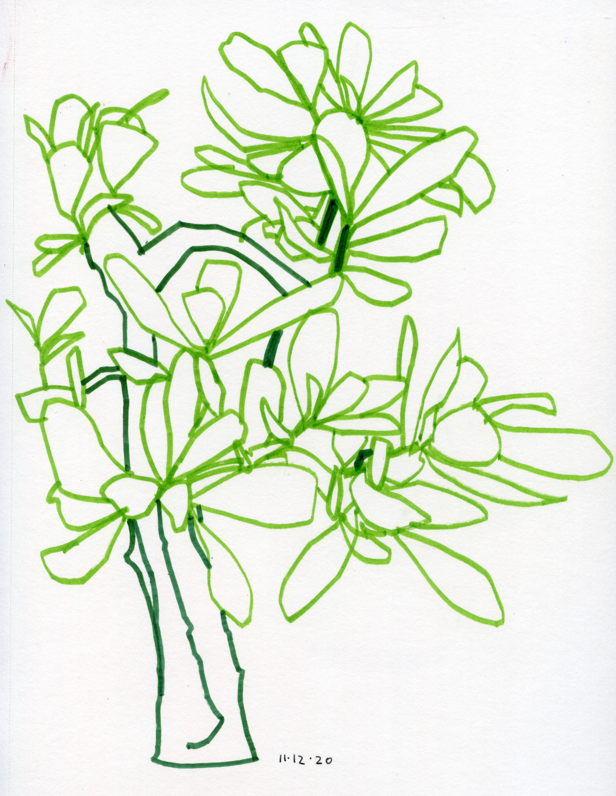 Drawing of jade plant