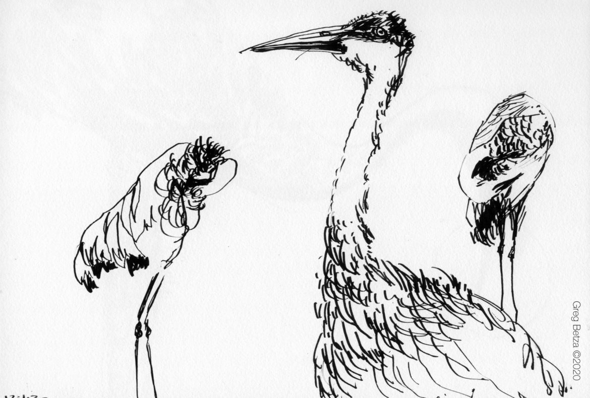 sandhill cranes drawing