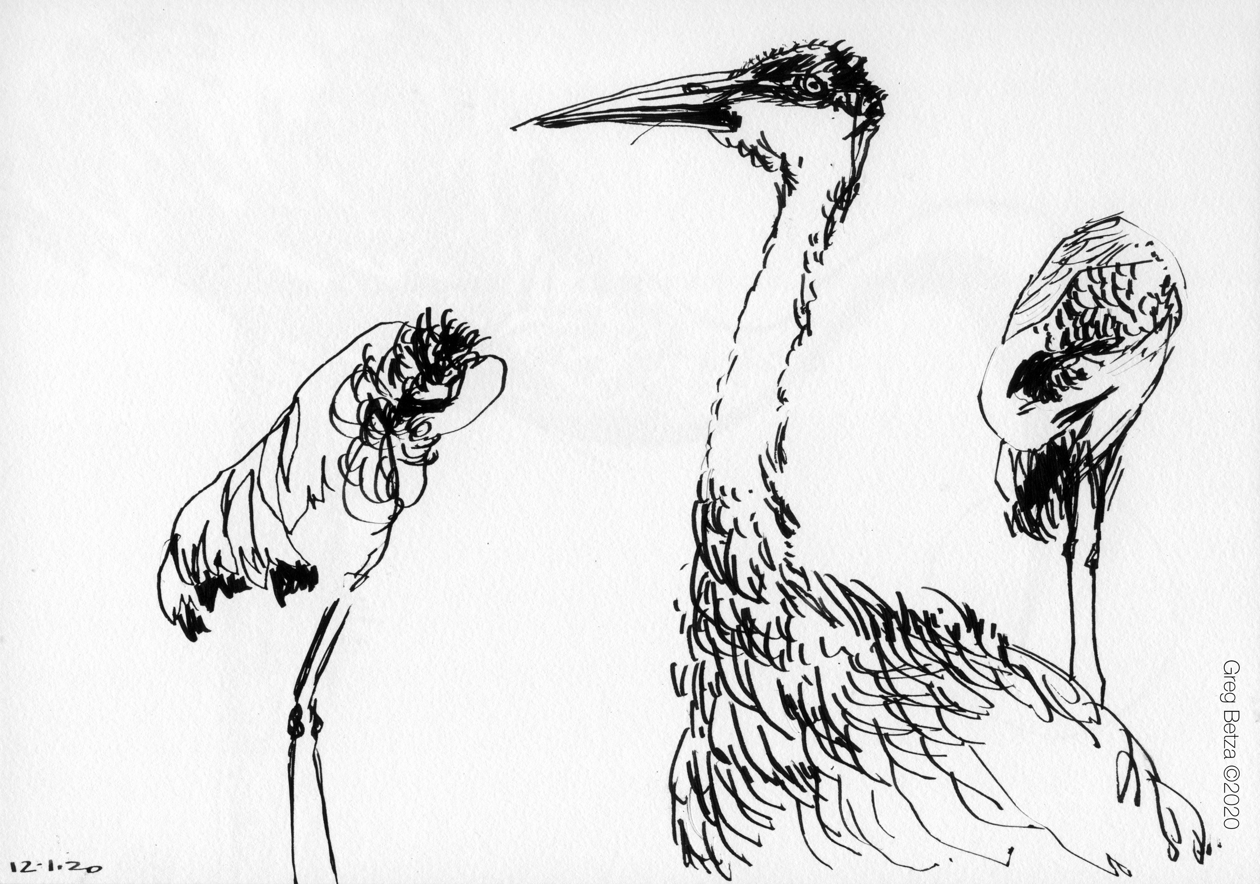 sandhill cranes drawing