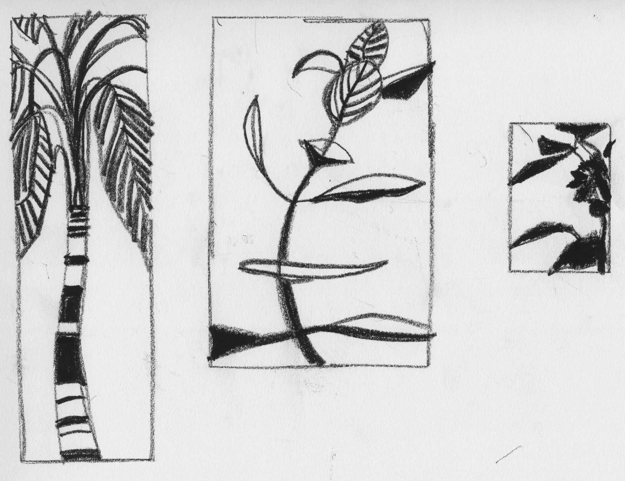 black and white drawing of a palm tree and other tropical plants