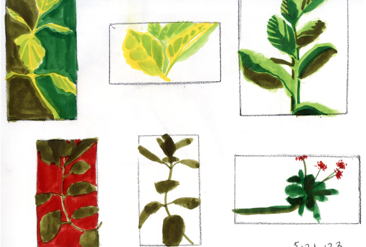 thumbnail sketches of succulents and plants